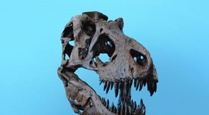Geologia, która zadaje pytania o ewolucję i pochodzenie życia